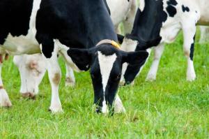 Woolworths gets green light to negotiate with farmers